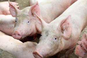 Peste Suína: FAO eleva para 6.23 milhões o número de animais abatidos pela doença
