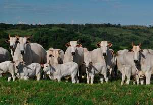 Estudo ‘Do pasto ao prato: subsídios e pegada ambiental da carne bovina’ será lançado no final de janeiro