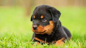 Rottweiler