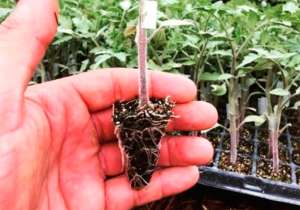 Porta-enxerto de tomate pode proteger planta de doenças do solo