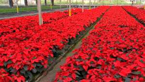 Produtores de flores apostam em aumento das vendas no segundo semestre  