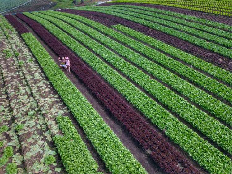 Produção de hortaliças cresce 80% em dez anos no Paraná