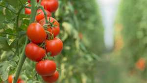 Conheça os benefícios do tomate à saúde