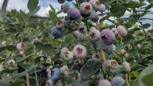 Valinhos também investe na plantação de frutas vermelhas