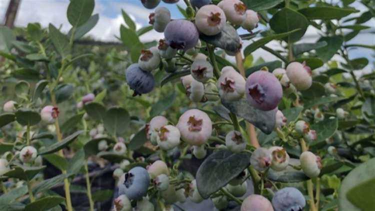 Festa do Figo espera vender mais de 120 toneladas de frutas