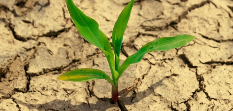 Cientistas usam bactérias para ajudar plantas a resistir à seca