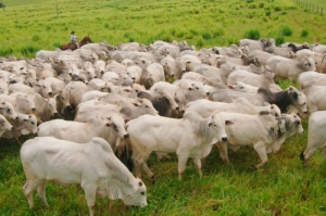 MT cresce 9% no número de abate de gado