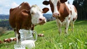 3 principais erros na coleta de amostras de leite