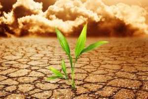 Alterações climáticas exigem melhoramento de plantas