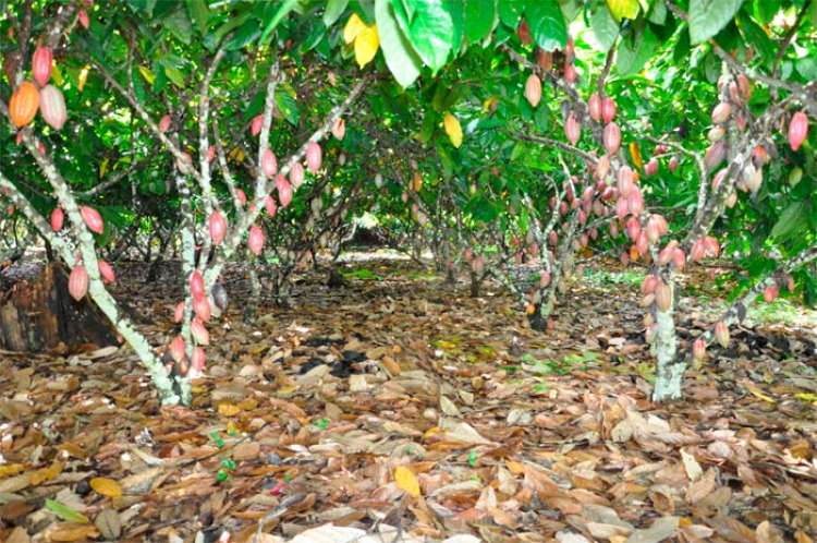 Produtores de cacau na Bahia conhecem método de alta produtividade