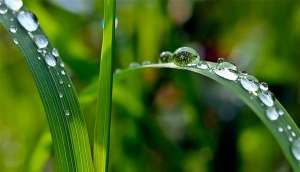 Plantas entram em pânico quando chove