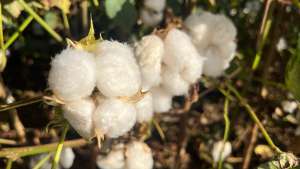 Produtores sinalizam substituir milho por algodão