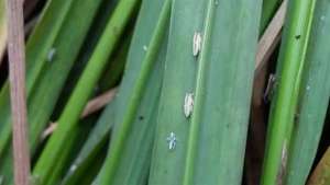 Incidência da cigarrinha-do-arroz deixa agricultores em alerta