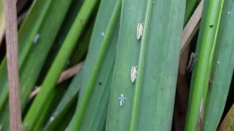 Incidência da cigarrinha-do-arroz deixa agricultores em alerta