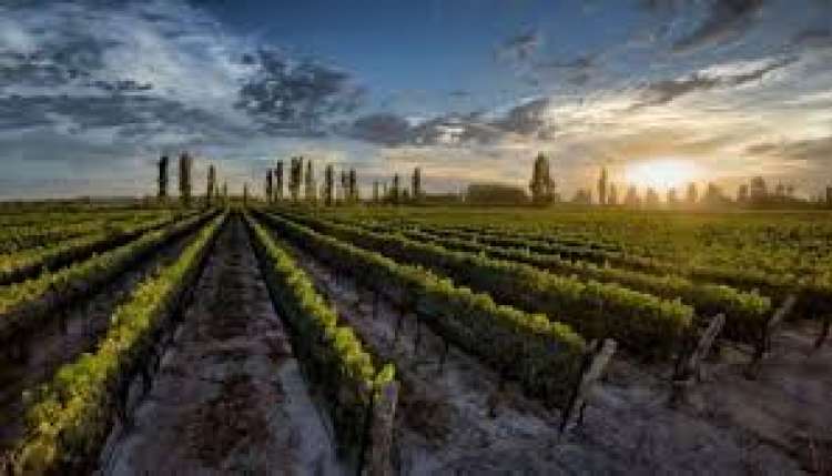 Ministra anuncia fundo para modernização do setor de vinho