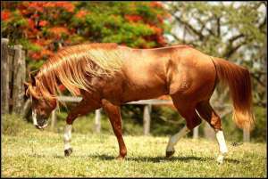 O Quarto de Milha é considerado o cavalo mais rápido do mundo. O recorde atual marca 20 segundos em uma distância de um quarto de milha, ou seja, 400 metros. Alguns cavalos dessa raça conseguem atingir a velocidade de 88,5 km /h.