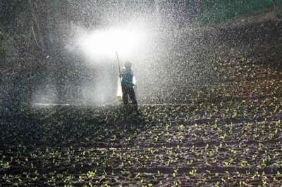 Uso de óleos essenciais agrega valor ao agronegócio