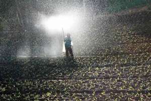 Uso de óleos essenciais agrega valor ao agronegócio