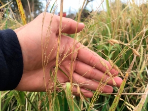 Secretaria de Agricultura dispõe de recursos para produtores rurais afetados com variações climáticas