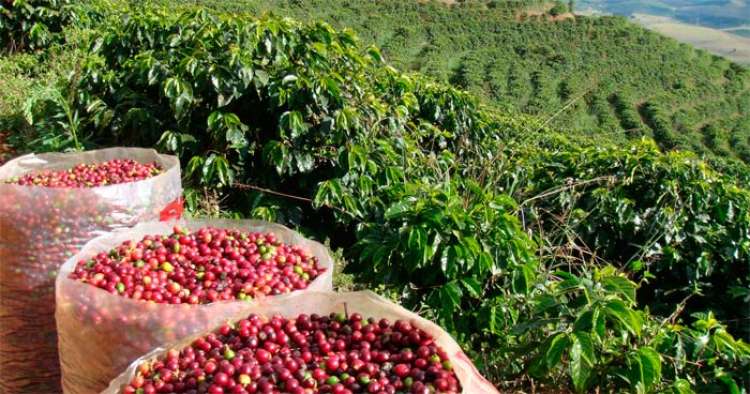 Produção do Café do Cerrado Mineiro preza pela ética e qualidade