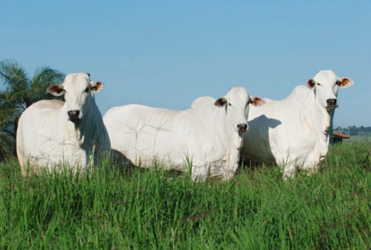 Acesso ao crédito limita ganhos maiores em produtividade