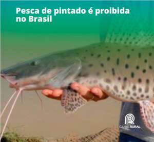 Pesca de pintado é proíbida no Brasil
