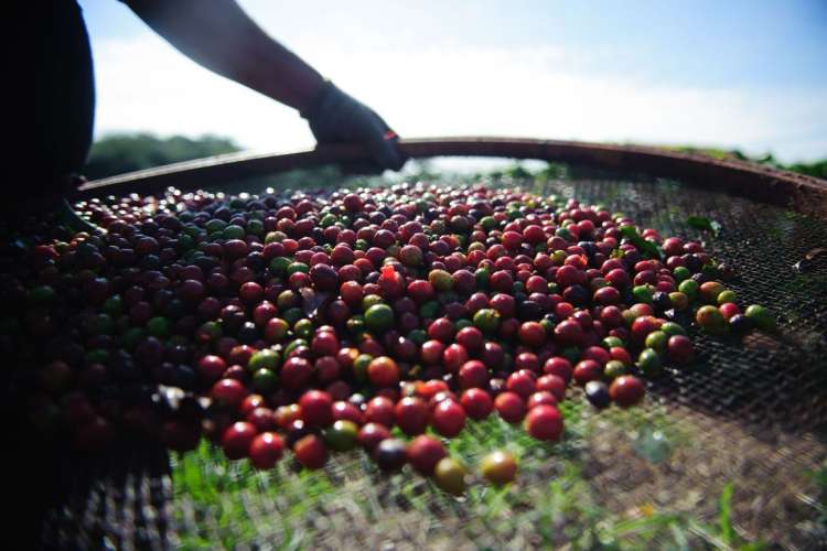 Café: produção é estimada em 59 milhões de sacas, queda de 8%