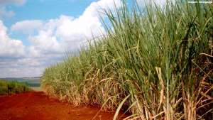 Unem estima crescimento do etanol de milho no Brasil de 5% até 20% na participação do biocombustível nacional