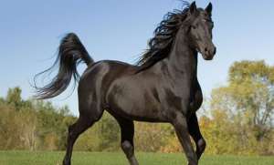 Cavalo Árabe Preto