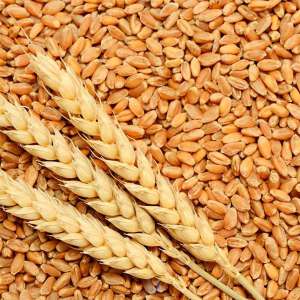 Tendência de queda no mercado de trigo?