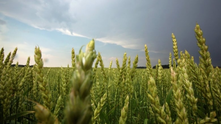 Argentina amplia lista de defensivos para minor crops