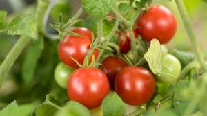Embrapa identifica método para controle de doenças em tomate
