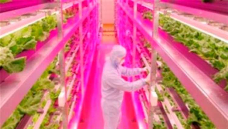 LED pode ser usado na horticultura vegetal