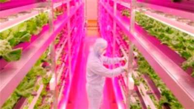 LED pode ser usado na horticultura vegetal