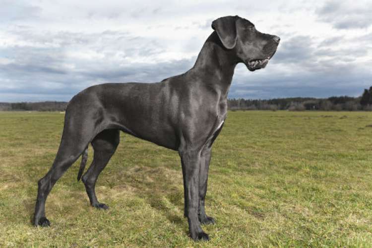 Utilizado nos séculos anteriores como cão de caça e cão de guerra, o Dogue Alemão continua com muitos instintos do gênero e por isso sofre com a reputação de ser um cão agressivo. Mas na verdade, ele é um cachorro dócil e um incrível companheiro. 