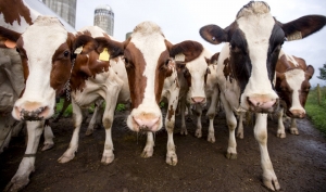 Cabeça de vaca leiteira custa em média R$ 2.832,14 em Rondônia, diz Emater