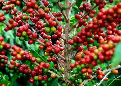 Brasil e Colômbia consolidam aliança para garantir renda aos cafeicultores