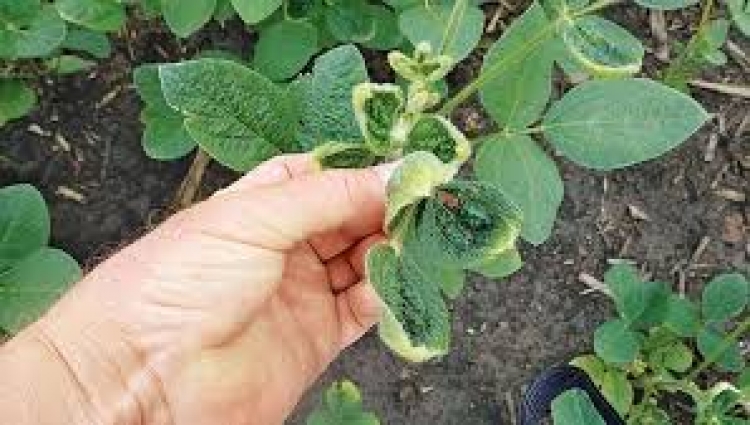 Mapa discute uso do herbicida dicamba