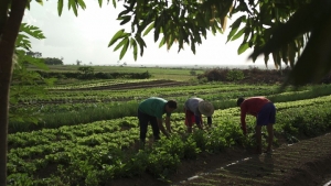 Brasil tem que crescer 40% na produção de alimentos em 10 anos