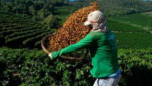 Veja como é produzido um dos cafés brasileiros mais premiados do mundo