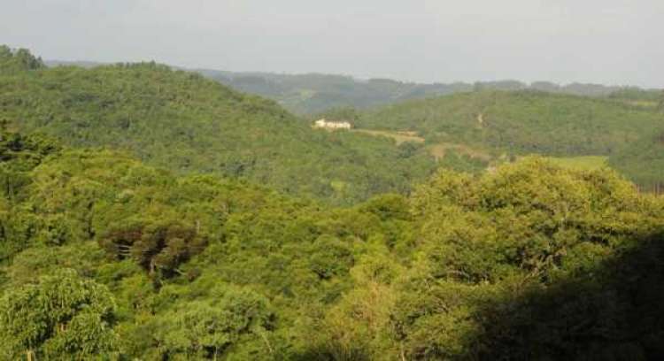 Árvores fixadoras de nitrogênio fazem floresta crescer