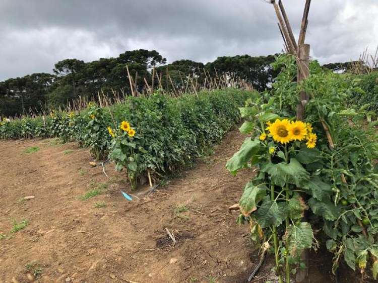 Cultivo de girassol na bordadura da lavoura ajuda no controle de pragas do tomateiro