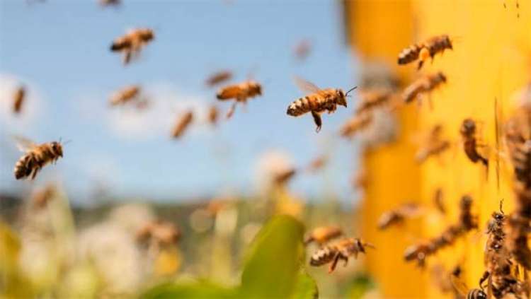 Biodiversidade aumenta rendimentos e diminui pragas