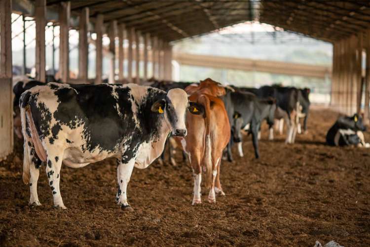 Foram mostradas tecnologias para atuação no ambiente ruminal, manejo de pastagens e alimentação dos animais, entre outras. 