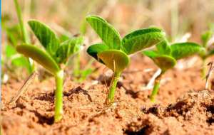 Fungicida biológico comprova salto de produtividade da soja