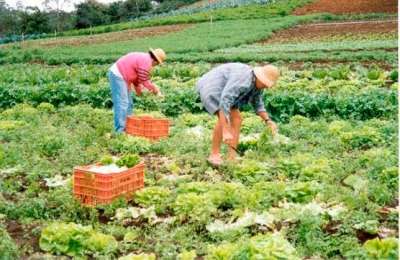 Hortaliças produzidas em MT representam 42,7% do consumo total