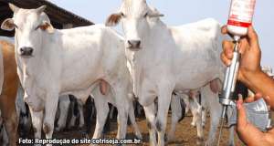 Febre Aftosa: São Paulo deve vacinar 11 milhões de bovinos e bubalinos