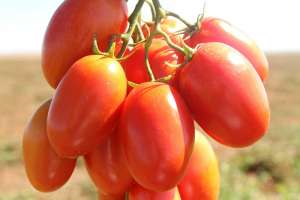 Inscrições abertas para 8º Seminário Nacional de Tomate de Mesa