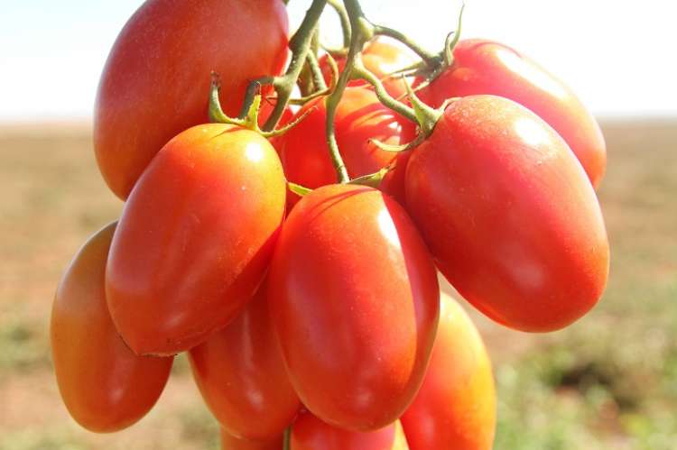 Inscrições abertas para 8º Seminário Nacional de Tomate de Mesa