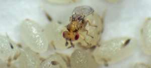 Uruguai troca agroquímicos por vespas